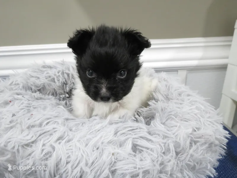 Geroge – Papillon puppy for sale in Murfreesboro, TN