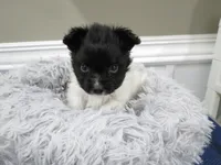 Geroge, a male Papillon for sale in Murfreesboro, TN – 1 of 9