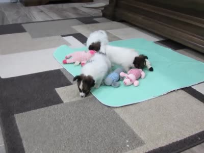 Bentley boy, a male Papillon for sale in Murfreesboro, TN – 9 of 9