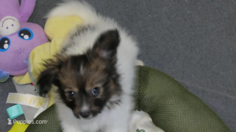 Bentley boy – Papillon puppy for sale in Murfreesboro, TN