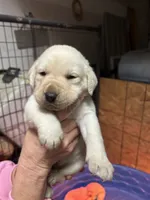 Brown male, a male Labrador Retriever for sale in Dover, NC – Photo 7 of 8