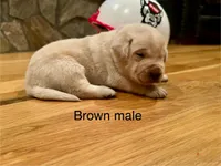 Brown male, a male Labrador Retriever for sale in Dover, NC – Photo 5 of 8