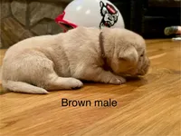 Brown male, a male Labrador Retriever for sale in Dover, NC – Photo 2 of 8