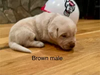 Brown male, a male Labrador Retriever for sale in Dover, NC – Photo 3 of 8
