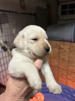 Brown male, a male Labrador Retriever for sale in Dover, NC – Photo 1 of 8
