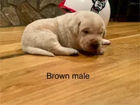 Brown male, a male Labrador Retriever for sale in Dover, NC – Photo 4 of 8