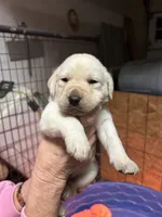 Brown male, a male Labrador Retriever for sale in Dover, NC – Photo 6 of 8