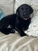 Peach female, a female Labrador Retriever for sale in Dover, NC – Photo 10 of 10