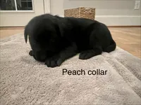 Peach female, a female Labrador Retriever for sale in Dover, NC – Photo 9 of 10