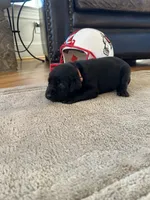 Peach female, a female Labrador Retriever for sale in Dover, NC – Photo 5 of 10