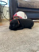 Peach female, a female Labrador Retriever for sale in Dover, NC – Photo 6 of 10