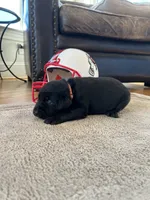 Peach female, a female Labrador Retriever for sale in Dover, NC – Photo 4 of 10