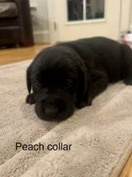 Peach female, a female Labrador Retriever for sale in Dover, NC – Photo 2 of 10