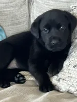 Peach female, a female Labrador Retriever for sale in Dover, NC – Photo 1 of 10