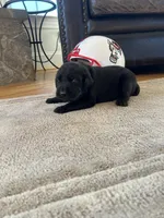 Peach female, a female Labrador Retriever for sale in Dover, NC – Photo 7 of 10