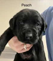 Peach female, a female Labrador Retriever for sale in Dover, NC – Photo 3 of 10