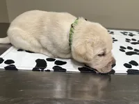 Green female, a female Labrador Retriever for sale in Dover, NC – Photo 3 of 7