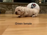 Green female, a female Labrador Retriever for sale in Dover, NC – Photo 7 of 7