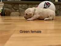 Green female, a female Labrador Retriever for sale in Dover, NC – Photo 5 of 7