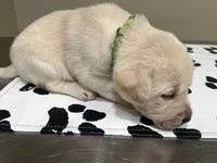 Green female, a female Labrador Retriever for sale in Dover, NC – Photo 4 of 7