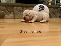 Green female, a female Labrador Retriever for sale in Dover, NC – Photo 6 of 7