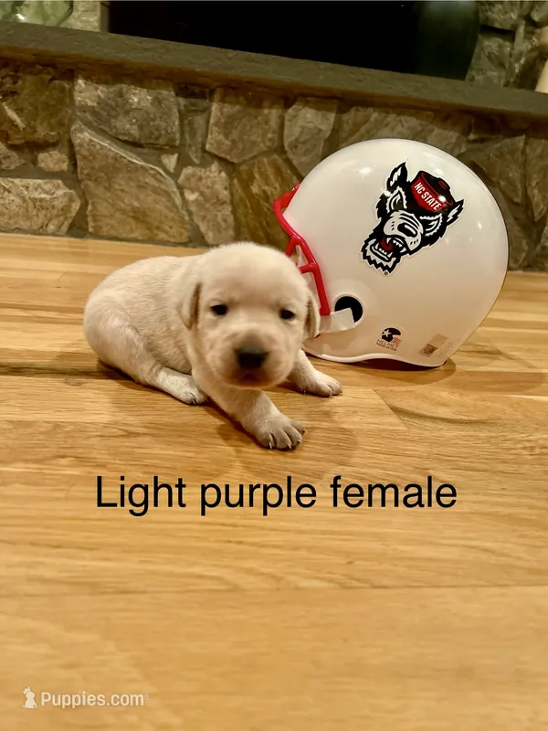 Light purple female