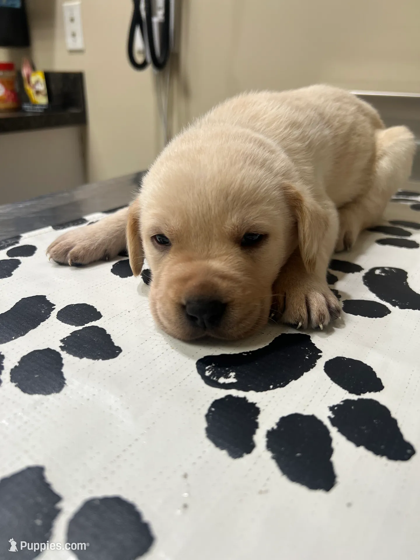 Dark purple female, a female Labrador Retriever for sale in Dover, NC – Photo 7 of 10