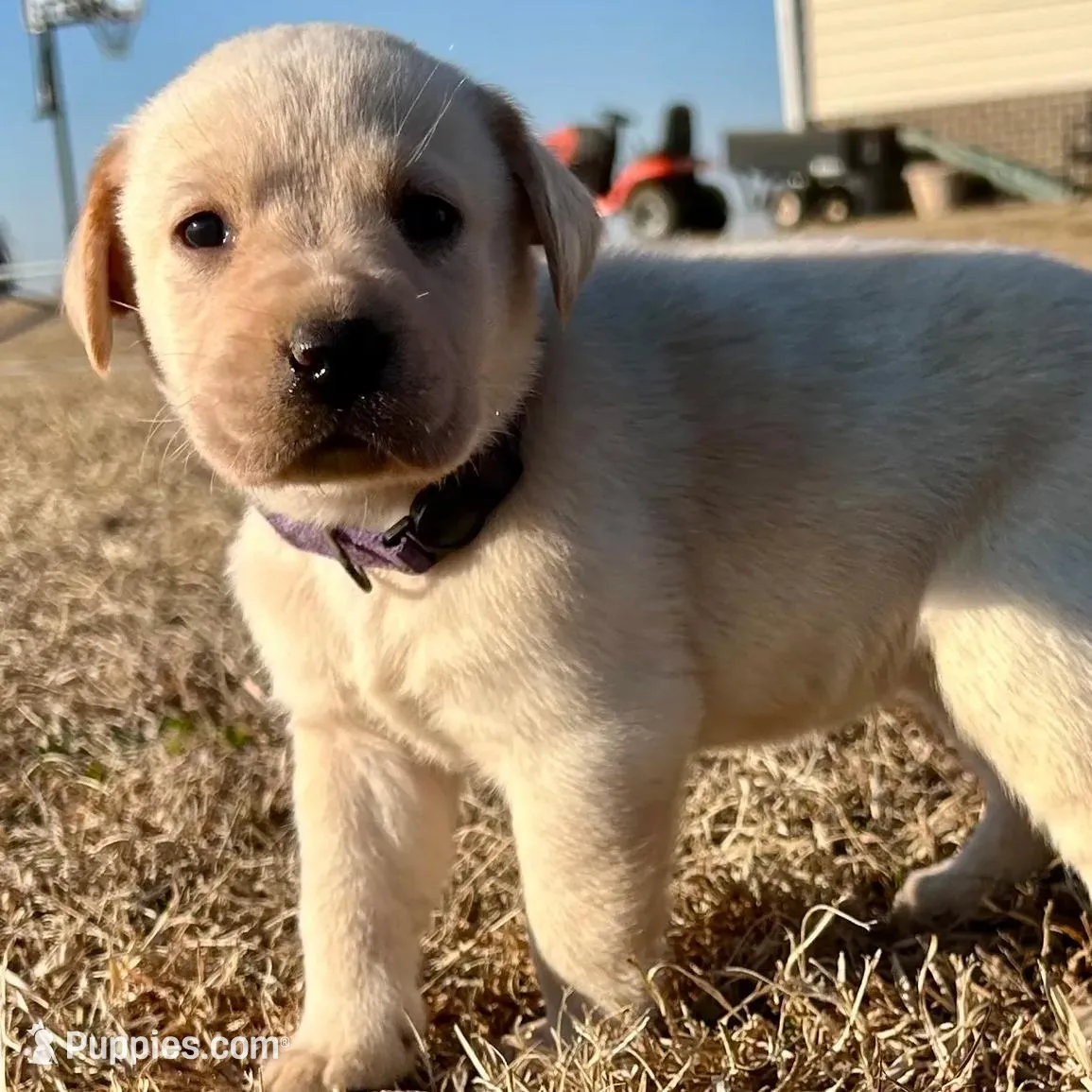 Dark purple female, a female Labrador Retriever for sale in Dover, NC – Photo 4 of 10