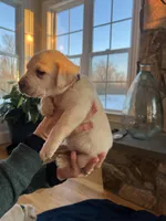 Dark purple female, a female Labrador Retriever for sale in Dover, NC – Photo 5 of 10