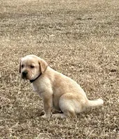 Dark purple female, a female Labrador Retriever for sale in Dover, NC – Photo 10 of 10