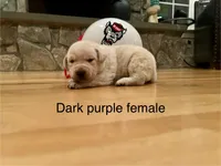 Dark purple female, a female Labrador Retriever for sale in Dover, NC – Photo 8 of 10