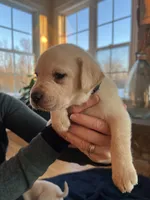 Dark purple female, a female Labrador Retriever for sale in Dover, NC – Photo 2 of 10