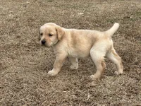 Blue male, a male Labrador Retriever for sale in Dover, NC – Photo 4 of 4