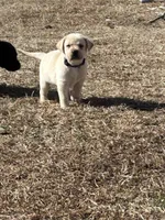 Blue male, a male Labrador Retriever for sale in Dover, NC – Photo 1 of 4