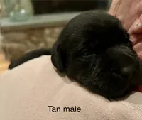 Tan male, a male Labrador Retriever for sale in Dover, NC – Photo 2 of 3