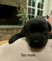 Tan male, a male Labrador Retriever for sale in Dover, NC – Photo 3 of 3