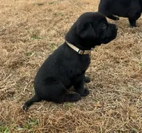 Tan male, a male Labrador Retriever for sale in Dover, NC – Photo 1 of 3