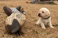 Hunter green male, a male Labrador Retriever for sale in Dover, NC – Photo 1 of 7