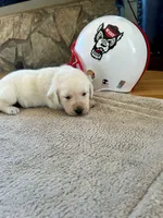 Hunter green male, a male Labrador Retriever for sale in Dover, NC – Photo 7 of 7