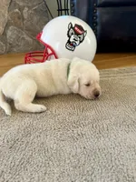 Hunter green male, a male Labrador Retriever for sale in Dover, NC – Photo 6 of 7