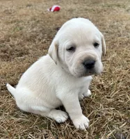 Hunter green male, a male Labrador Retriever for sale in Dover, NC – Photo 2 of 7