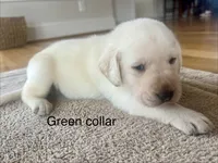 Hunter green male, a male Labrador Retriever for sale in Dover, NC – Photo 4 of 7