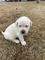 Hunter green male, a male Labrador Retriever for sale in Dover, NC – Photo 3 of 7