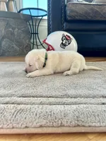 Hunter green male, a male Labrador Retriever for sale in Dover, NC – Photo 5 of 7