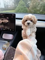 Grill, a male Maltipoo and Maltese for sale in Illinois City, IL – Photo 3 of 5