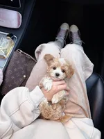 Grill, a male Maltipoo and Maltese for sale in Illinois City, IL – Photo 5 of 5