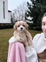 Grill, a male Maltipoo and Maltese for sale in Illinois City, IL – Photo 2 of 5
