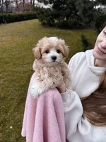 Grill, a male Maltipoo and Maltese for sale in Illinois City, IL – Photo 1 of 5