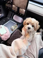 Grill, a male Maltipoo and Maltese for sale in Illinois City, IL – Photo 4 of 5