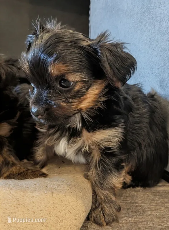 Max – Yorkshire Terrier puppy for sale in Malone, FL